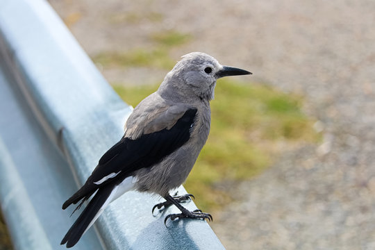 A Clark's Nutcracker Bird Sitting On A Barrier Rail