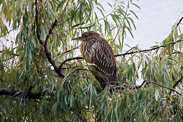 A juvenile Black Crown Night Heron in a Russian Olive tree