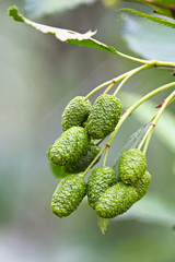 Closeup of green alder cones on a grey background