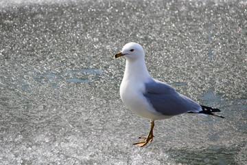 Fototapeta premium Closeup of a Ring-Billed Gull walking on ice