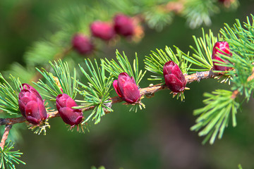 Closeup view of branches with young tamarack cones