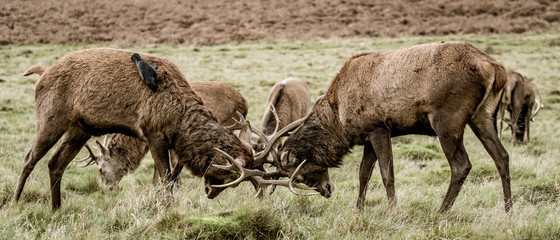 Richmond Park - London