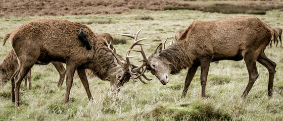 Richmond Park - London