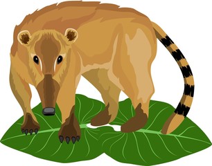 Fototapeta premium Coati liitle animal of south american jungle, wildlife nature theme, vector.