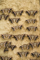 a collection of moths hanging on a wall in row