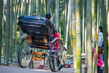 Tourists are enjoy traveling by rickshaw service at bamboo forest of Arashiyama, Kyoto