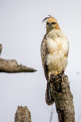 Crested hawk eagle (Juvenile)