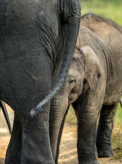 Fototapeta premium India elephant