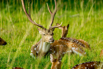 Spotted deer