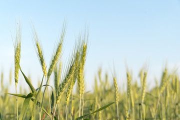 Obraz premium Close up image of barley corns growing in a field