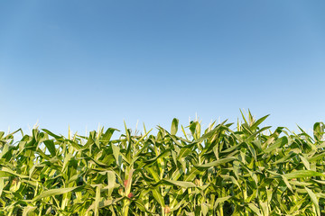 Green maize corn field plantation