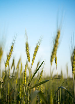Image of  barley corns growing in a field