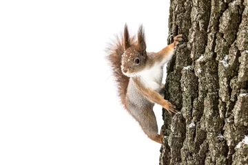 Plexiglas foto achterwand nieuwsgierige pluizige rode eekhoorn zit op een boomstam en zoekt naar voedsel op een witte achtergrond © Mr Twister