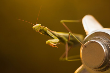  Praying mantis 