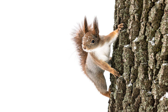 curious fluffy red squirrel sits on tree trunk and search for food on white background
