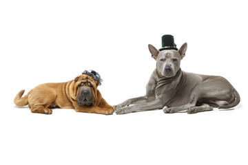 Obraz premium beautiful two dogs