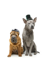 Fototapeta premium beautiful two dogs