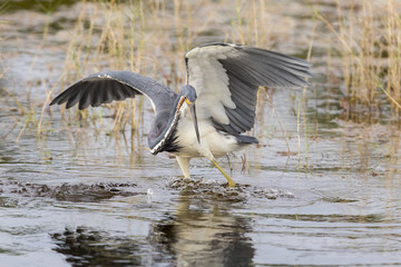 Tricolored Heron stalking its prey - Merritt Island Wildlife Refuge, Florida