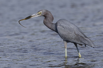 Little Blue Heron catching a juvenile Trumpetfish in a tidal lagoon - Florida