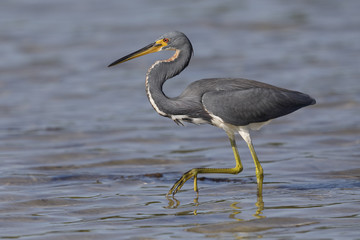 Tricolored Heron stalking its prey - St. Petersburg, Florida