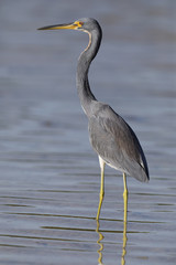 Tricolored Heron - St. Petersburg, Florida