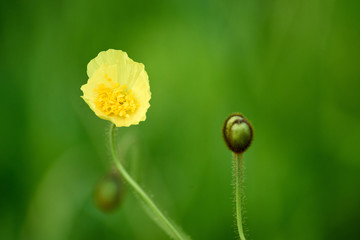 Flower on long stalk. A flower is a complex system of organs of seed reproduction of flowering plants.