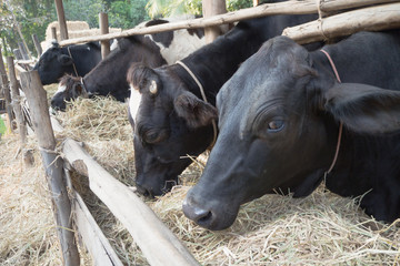 black cow and closeup