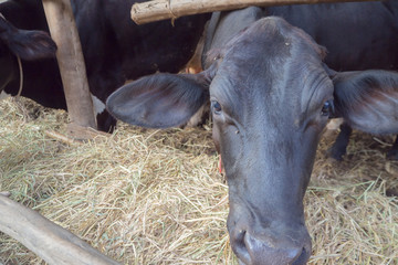 Naklejka premium black cow and closeup