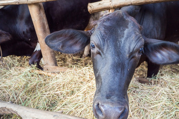 black cow and closeup