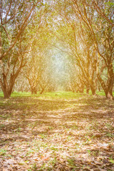 Mangoes trees plantation in Nakhon Nayok,Thailand