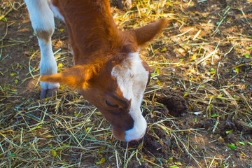 brown cow and closeup