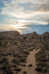 Landscape view of Joshua National Park in California. 