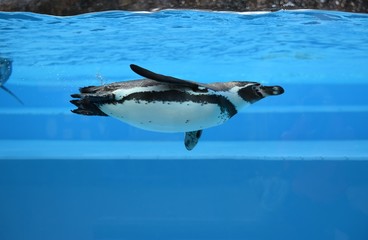 Obraz premium ペンギン