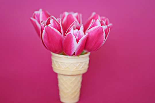  "Flower ice cream" pink with white tulips in a waffle horn on a pink  background. copy space.  spring flowers