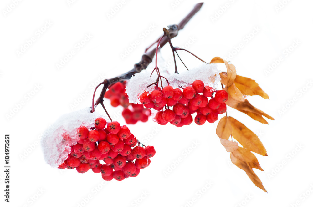 Poster bunches of rowan covered with snow isolated on white background