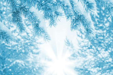 Fototapeta na wymiar Snow-covered pine branches in the rays of the bright sun