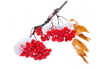 Bunches of rowan covered with snow isolated on white background