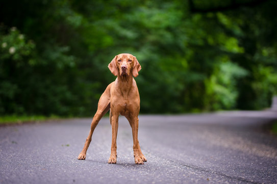 Portrait of hungarian vizsla hunter dog