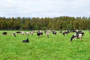 北海道の牧場