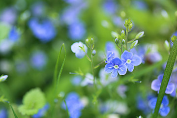 forget-me-not flower on a green  background . floral nature background.  spring floral background in cold colors
