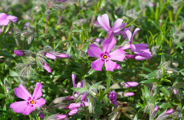 Phlox subulate blooms in the garden
