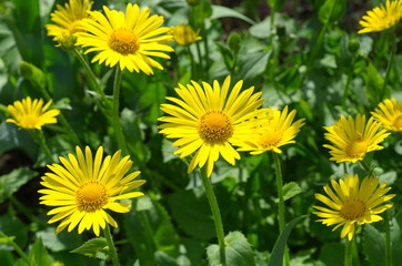 Flowers Doronikum (lat. Doronicum) in the garden