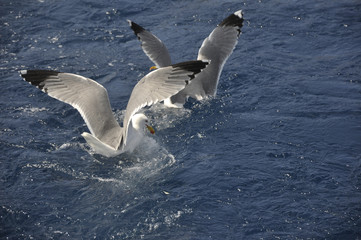 Mouette en pleine mer