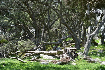 Dense tree trunks of native pohutukawa trees bleached by sun and salty sea breezes.