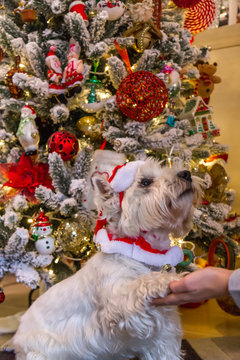 Decorated west highland white terrier dog in front of Christmas tree