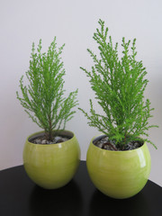 Two green plants in yellow pots