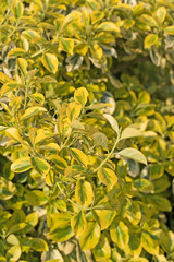 Japanischer Spindelstrauch, Euonymus japonicus