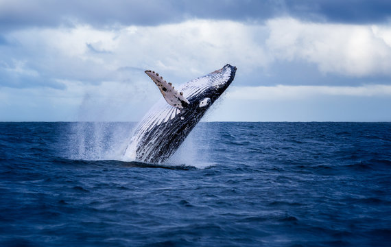 Humpback whale jumping out of the water in Australia. The whale is falling on its back and spraying water in the air.