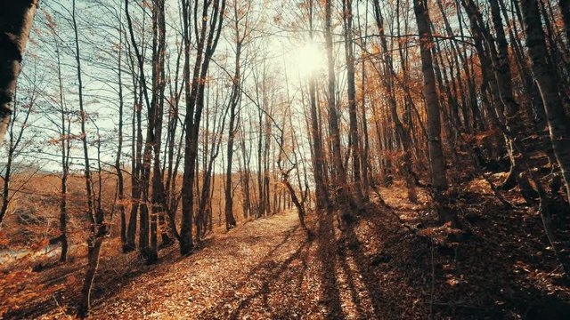 Walking Inside A Forest Of Tall Trees At Autumn, Sun With Long Shadows