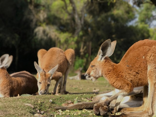 A gang of kangaroos naps, Western Australia